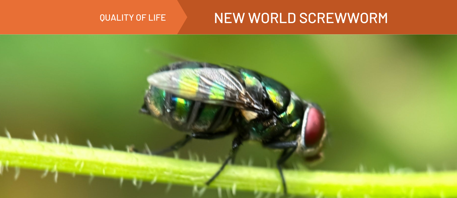 an image of a fly with an orange banner that reads New World Screwworm